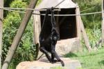 Colombian black spider monkey