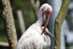 American white ibis