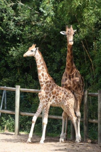 Kordofan giraffe