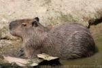 Capybara