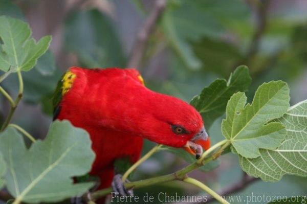 Chattering lory