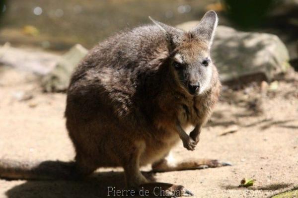 Tammar wallaby