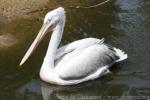 Dalmatian pelican