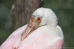 Roseate spoonbill