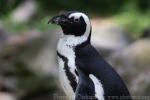 African penguin