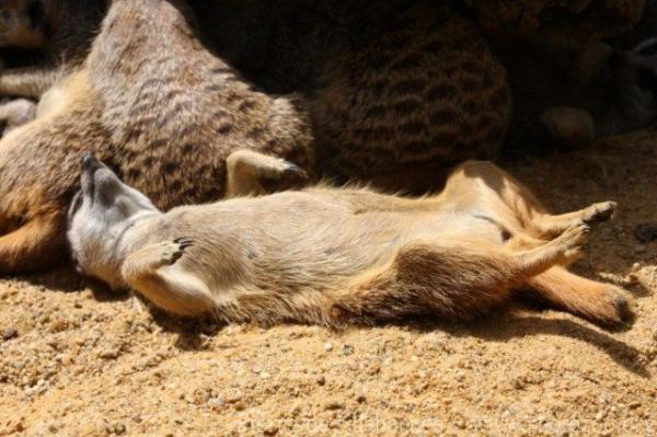 Slender-tailed meerkat