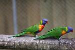 Rainbow lory