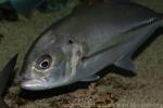 Bigeye trevally