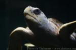 Loggerhead turtle