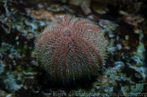 European edible sea urchin