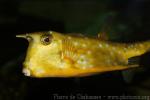 Longhorn cowfish