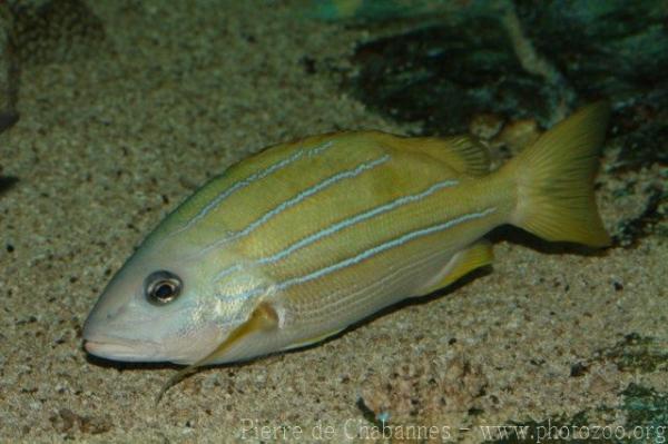 Common bluestripe snapper