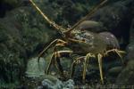 European spiny lobster