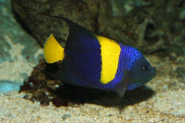 Arabian angelfish