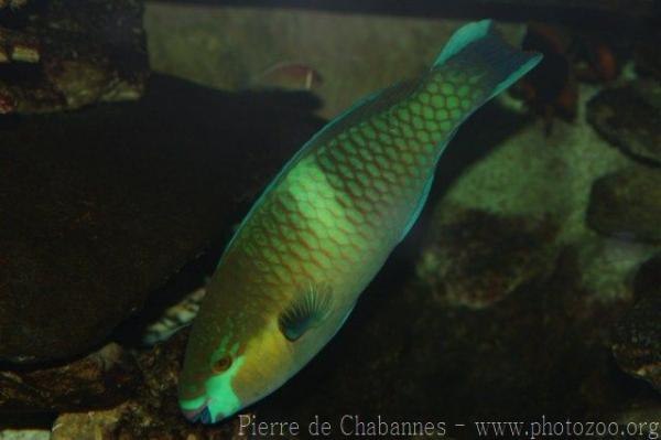 Rusty parrotfish