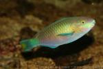 Quoy's parrotfish