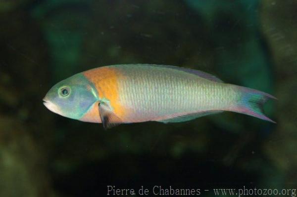 Saddle wrasse