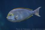 Elongate surgeonfish