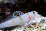 Randall's prawn-goby