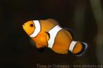 Clown anemonefish