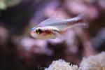 Oblique-banded cardinalfish