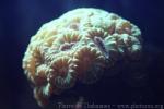 Finger coral