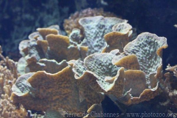 Blue chalice coral