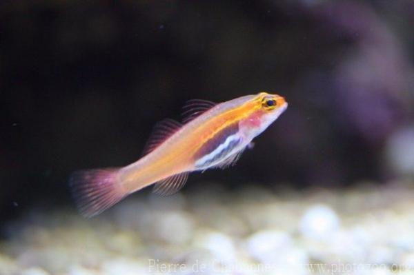 Blackbelly dwarfgoby *