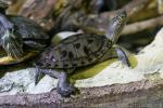 Mississippi Map Turtle