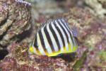 Barred angelfish