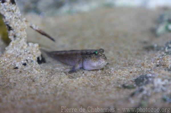 Barred mudskipper