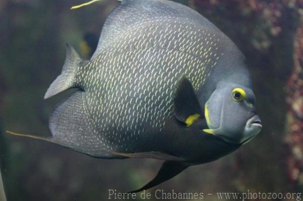 French angelfish