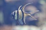 Banggai cardinalfish