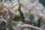 Pajama cardinalfish