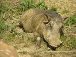 Common warthog