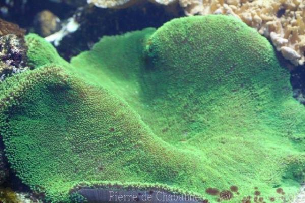 Haddon's carpet anemone