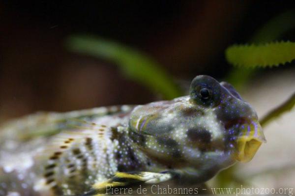 Ocellated dragonet