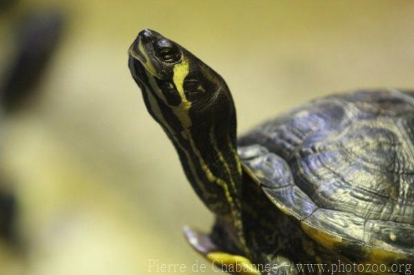 Yellow-eared slider