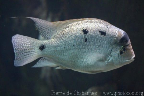 White cichlid