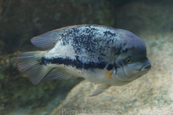 Oaxaca cichlid *