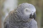 African grey parrot