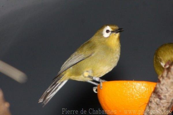 African montane white-eye