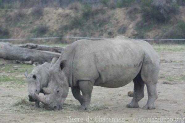 Southern white rhinoceros