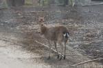 Vietnamese sika deer