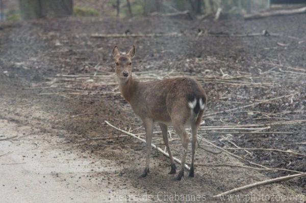 Vietnamese sika deer