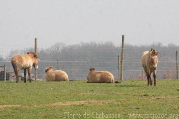 Przewalski's horse