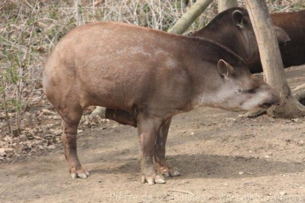 Lowland tapir