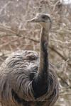 Greater rhea