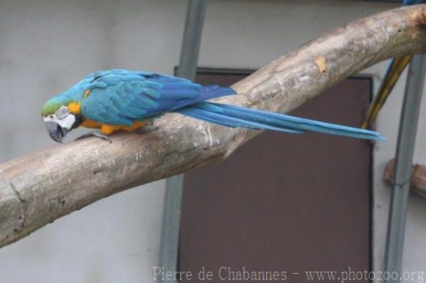 Blue-and-gold macaw