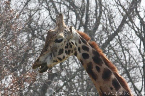 Northern giraffe